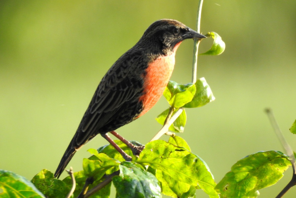 Rotbruststärling - ML646811507