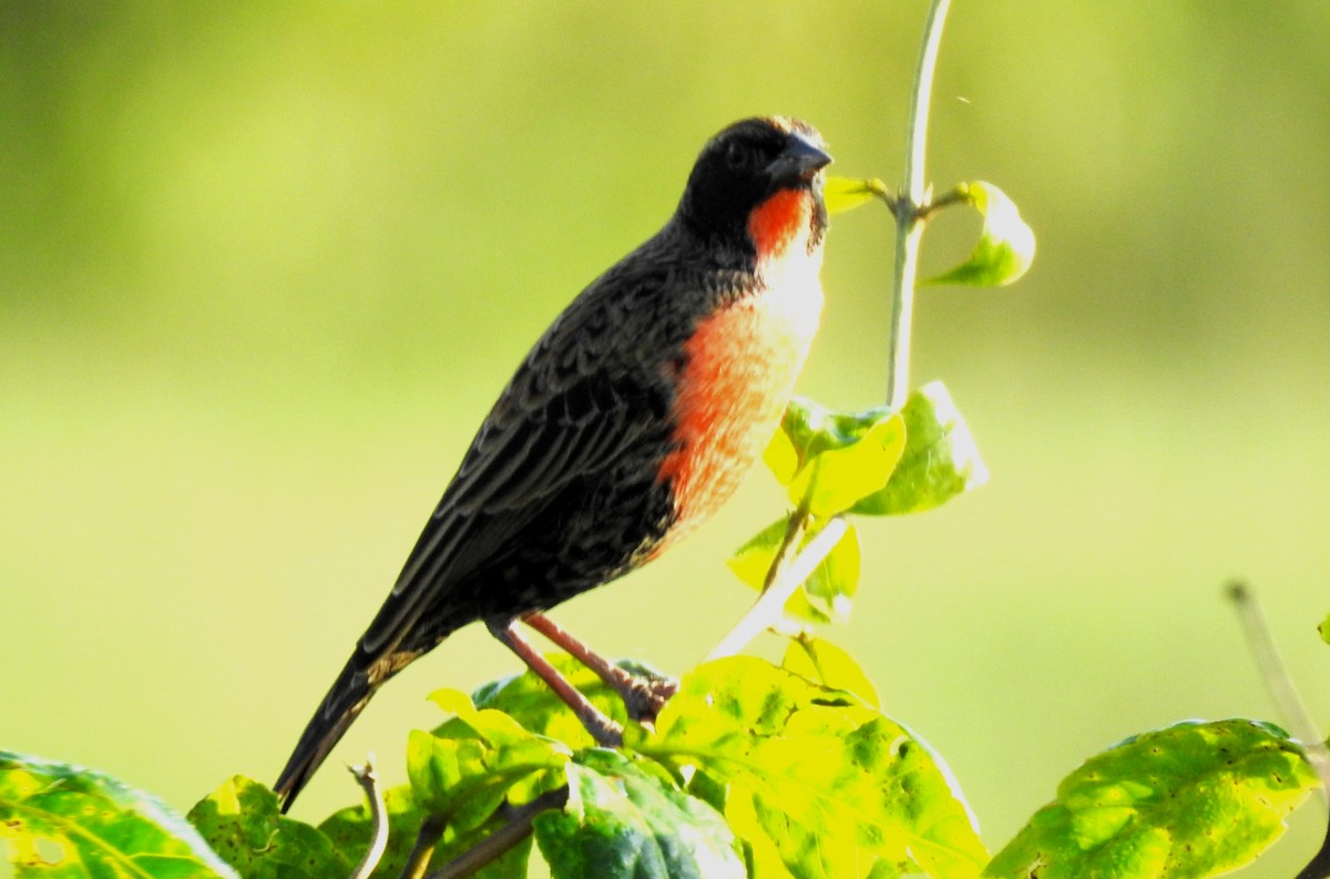 Rotbruststärling - ML646811508