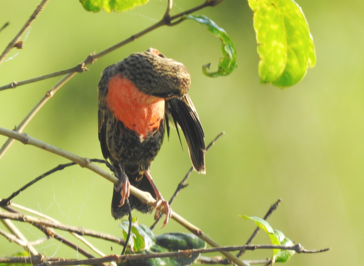 Rotbruststärling - ML646811509