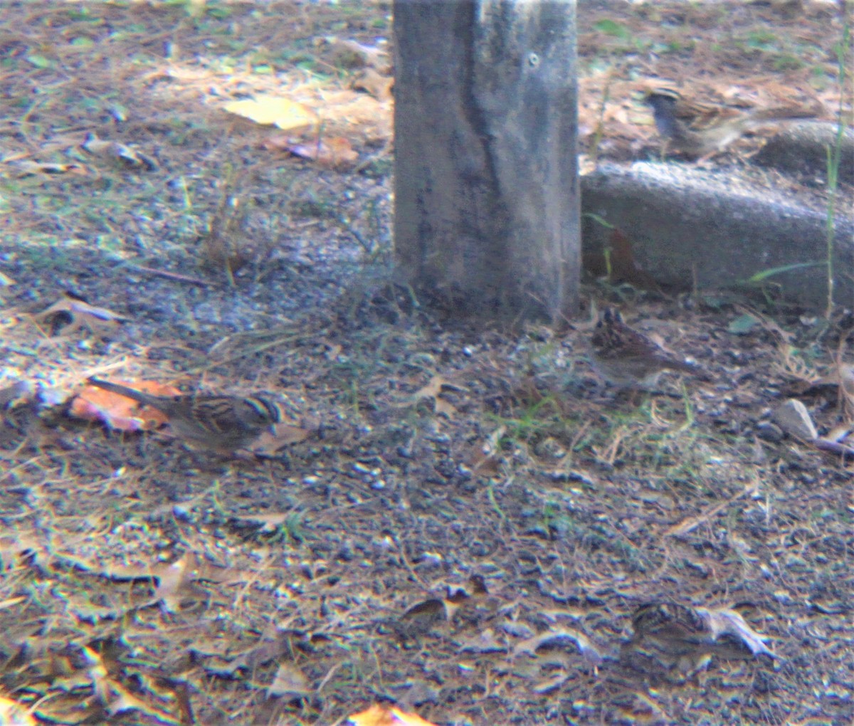 Dachsammer - ML646811511