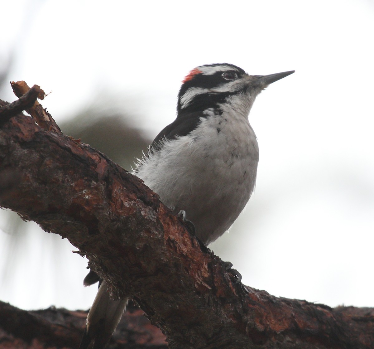 Pico Velloso - ML646811512