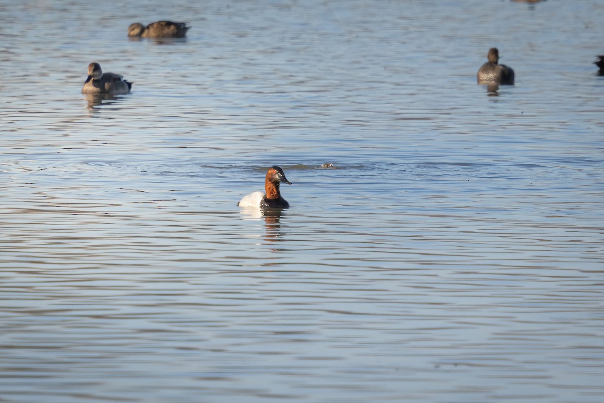 Canvasback - ML646811513