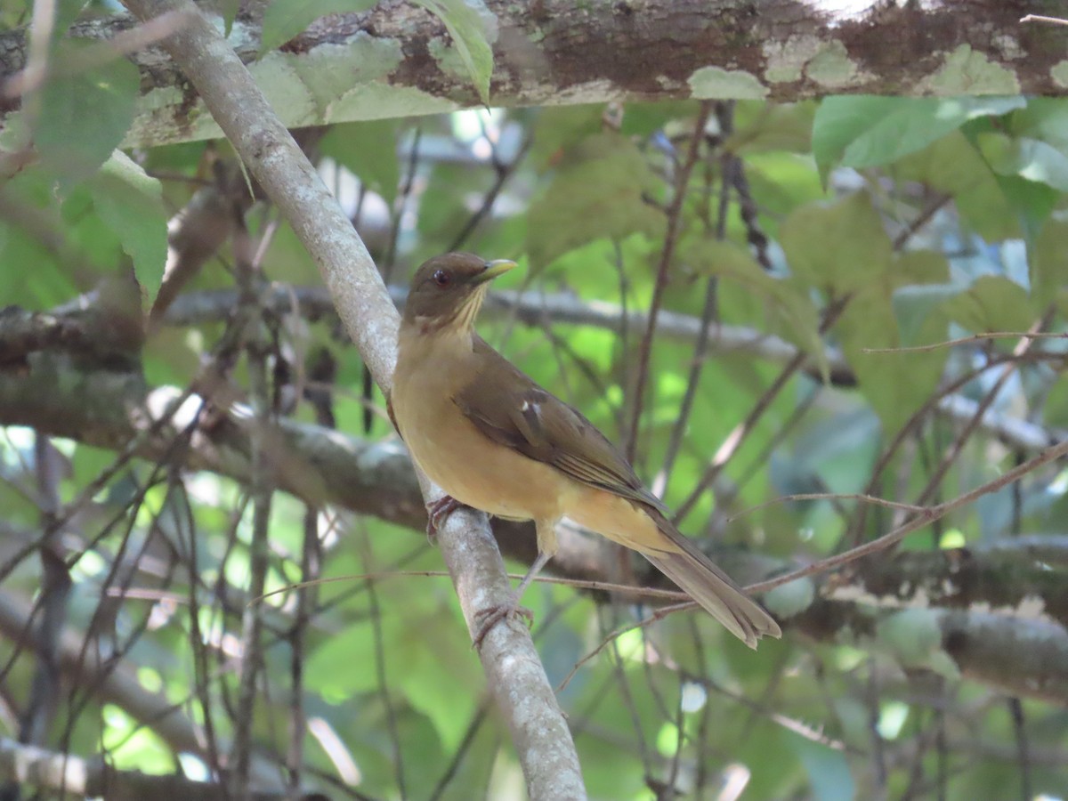 Merle fauve - ML646811514