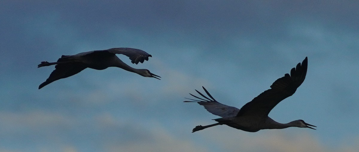 עגור קנדי - ML646811515