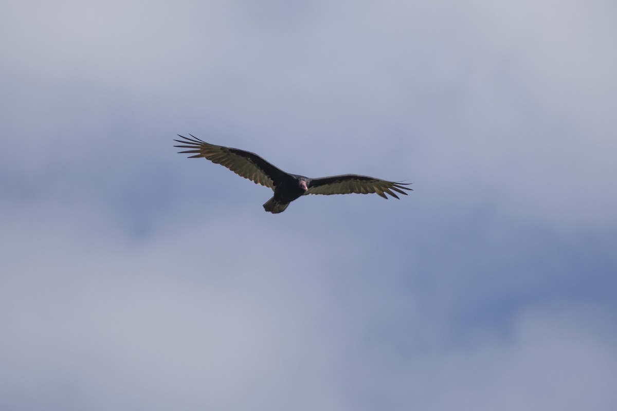 Turkey Vulture - ML646811517