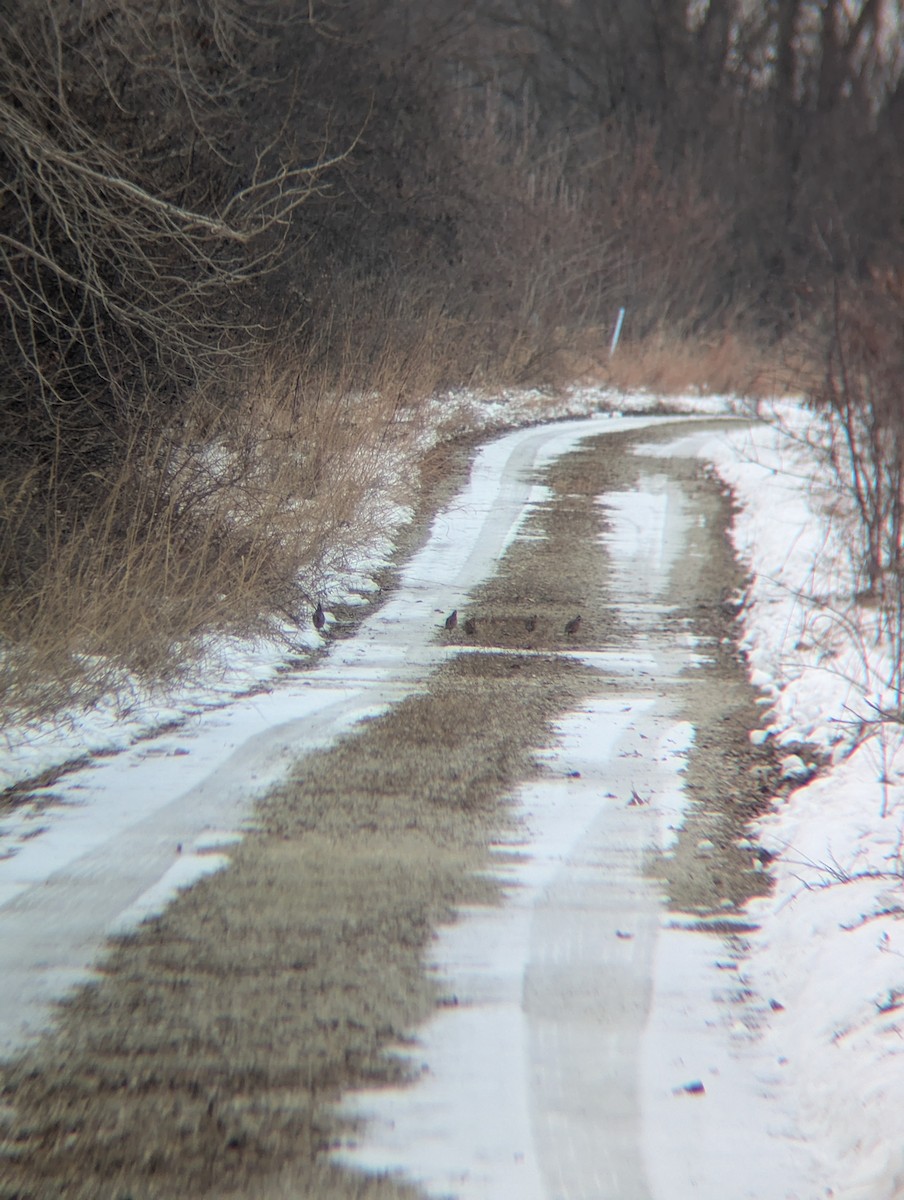 Kolin virginiarra - ML646811518