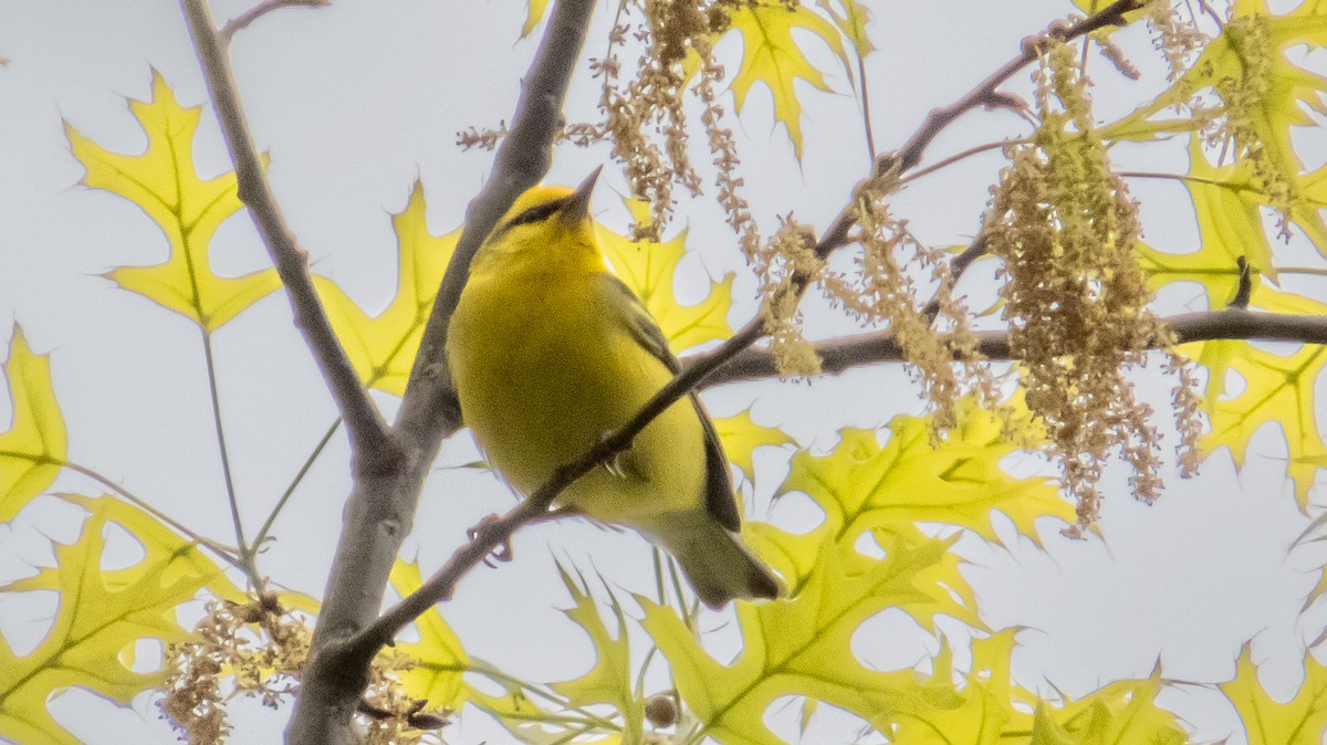 Blue-winged Warbler - ML646811520