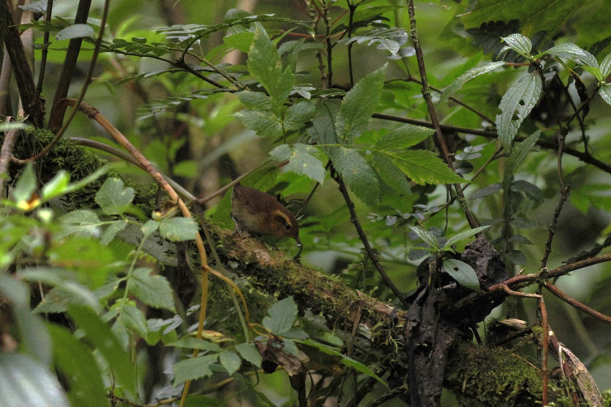 And Çıtkuşu - ML646811521