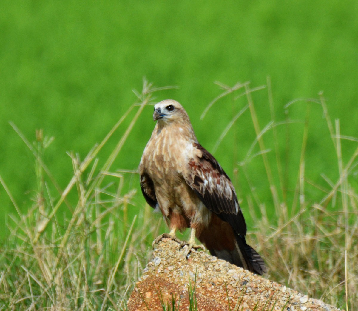 Brahman Çaylağı - ML646811525