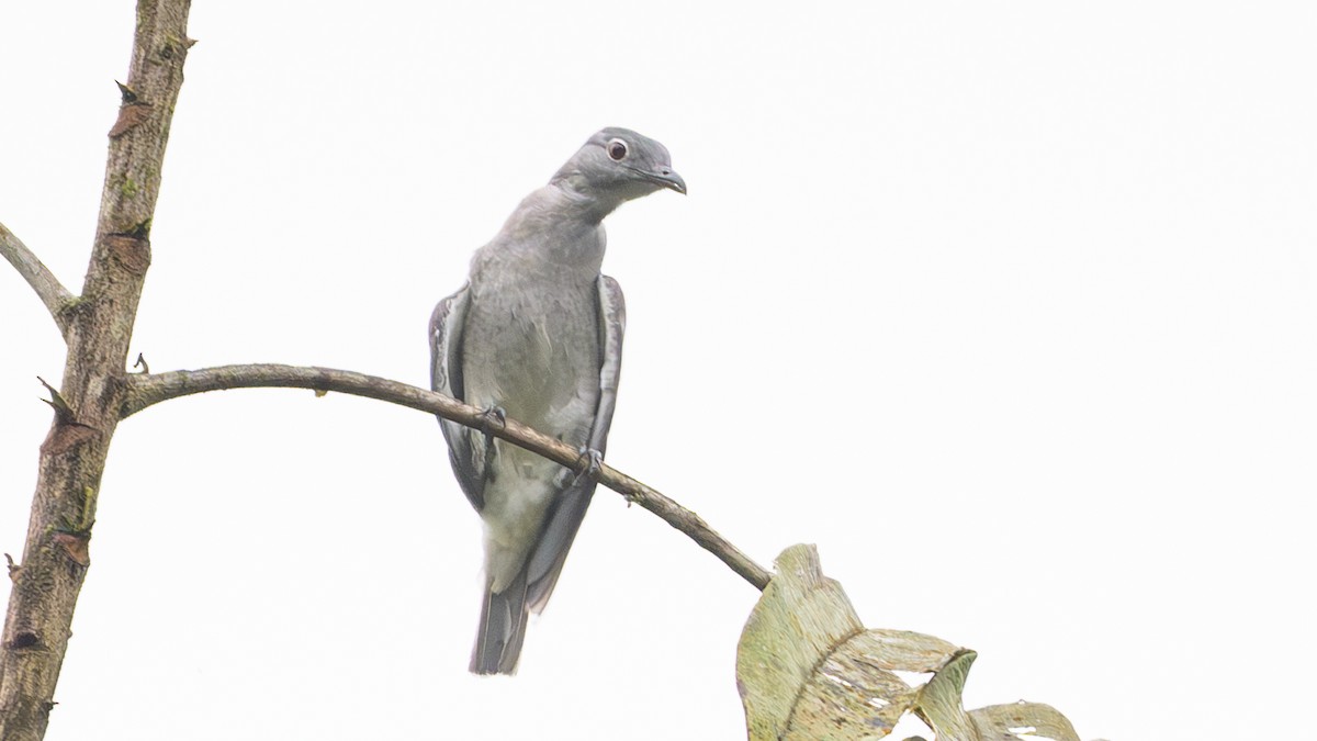 Kara Uçlu Kotinga - ML646811527