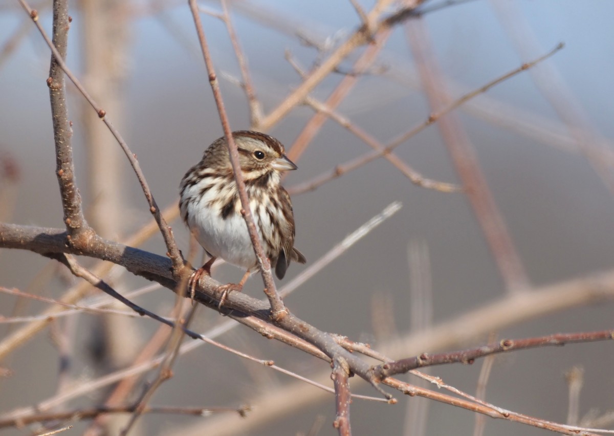 Song Sparrow - ML646811528
