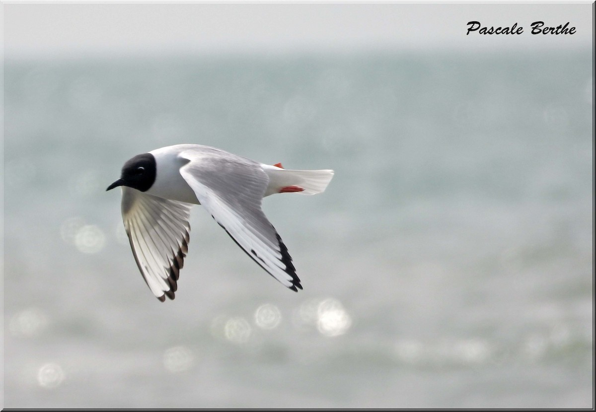 Küçük Karabaş Martı - ML646811533