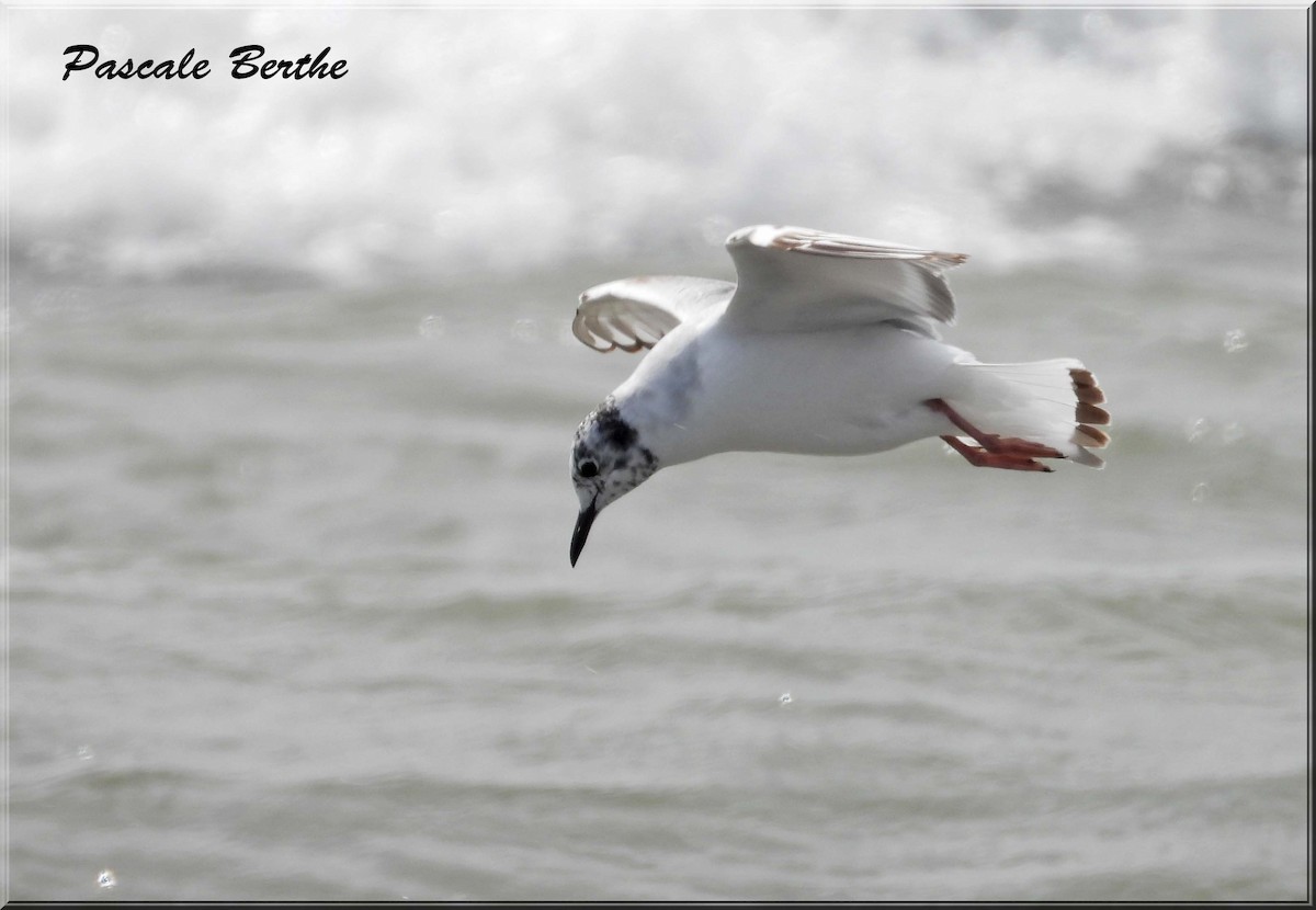 Küçük Karabaş Martı - ML646811534