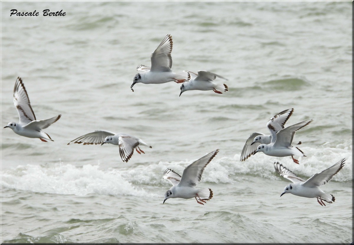 Küçük Karabaş Martı - ML646811535