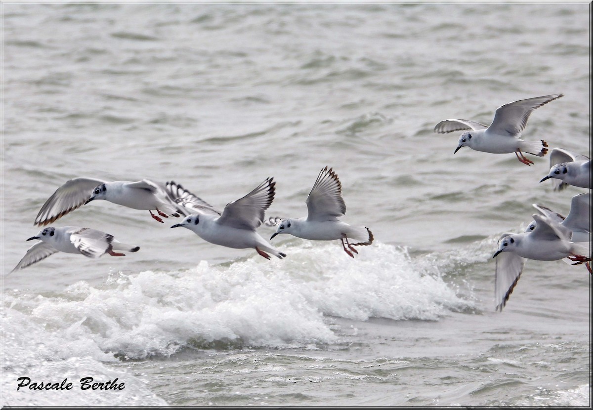 Küçük Karabaş Martı - ML646811536