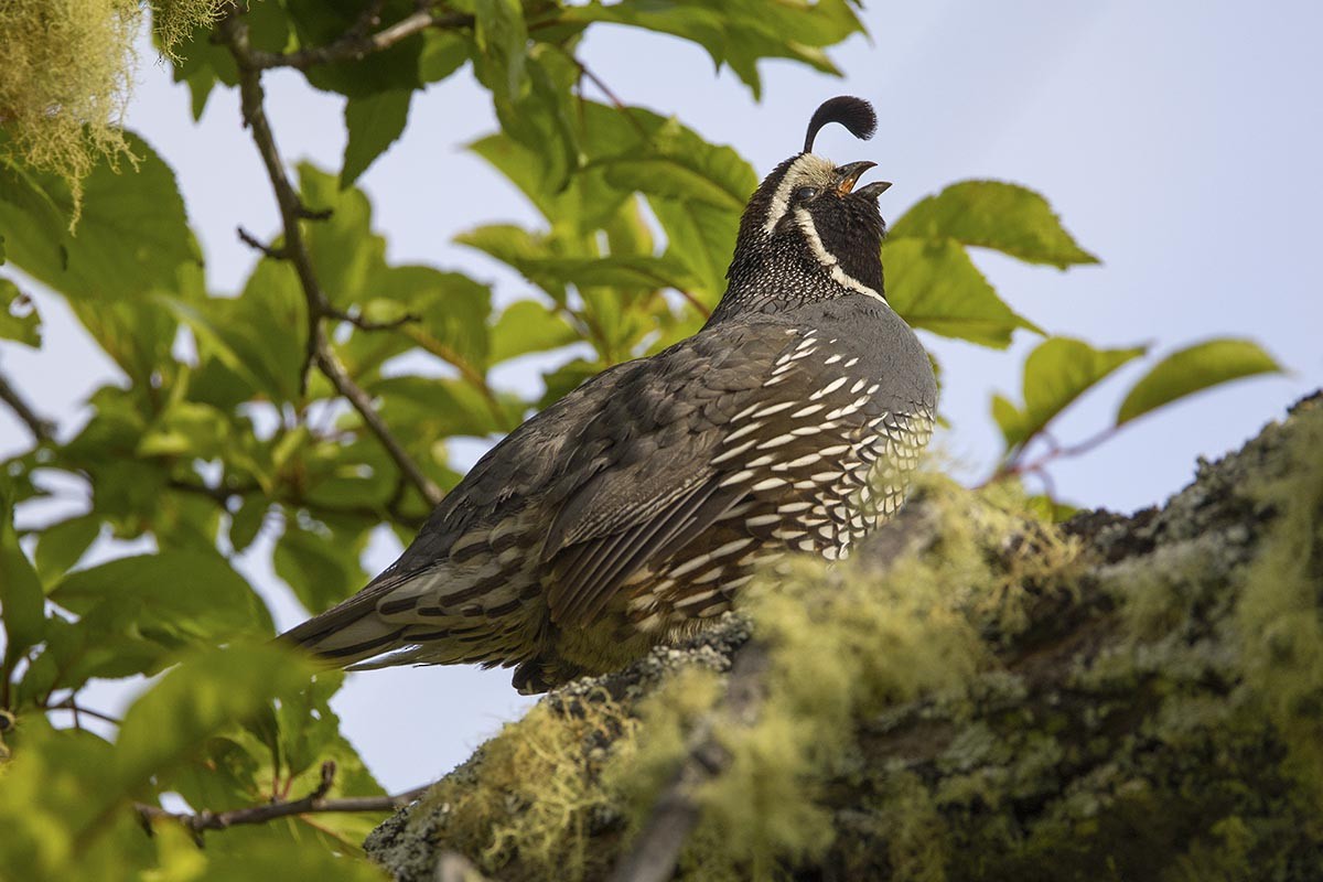 カンムリウズラ - ML646811540