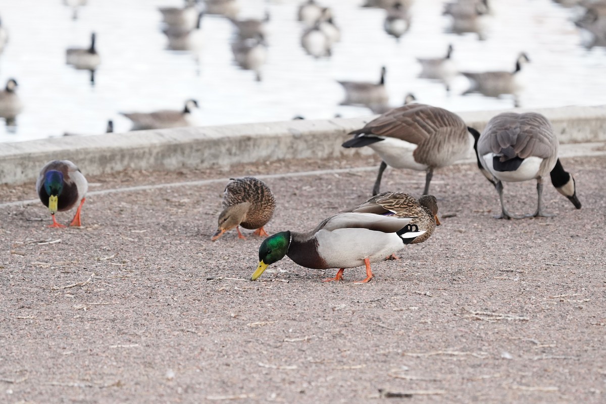 Mallard - ML646811541