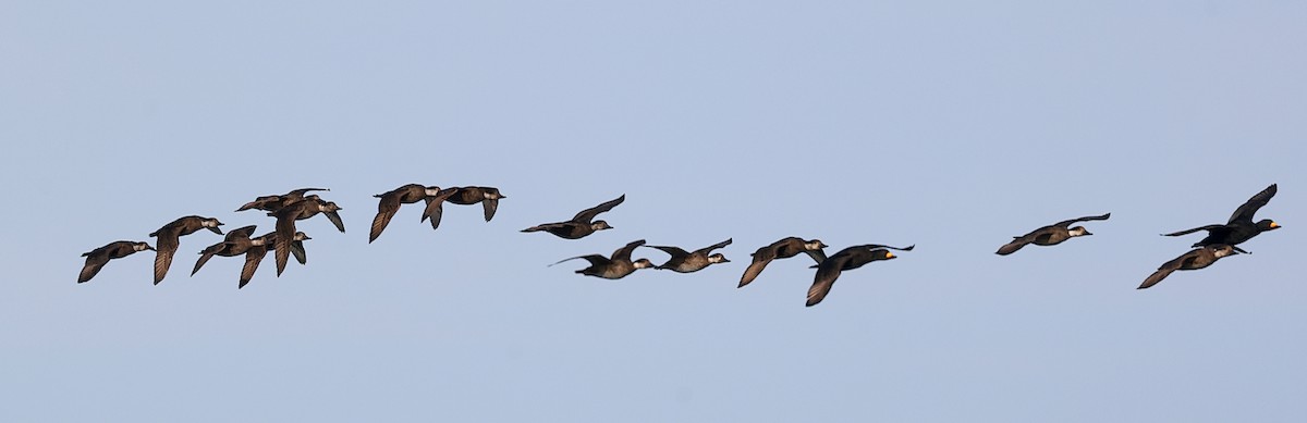 Black Scoter - ML646811542