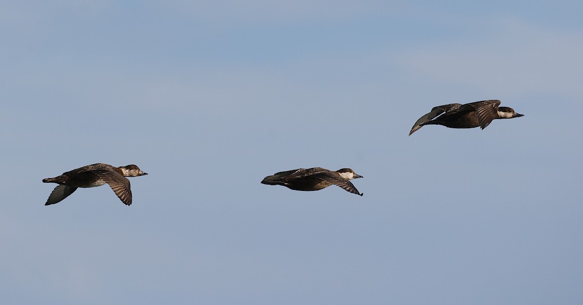 Black Scoter - ML646811545