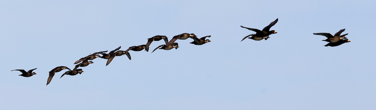 Black Scoter - ML646811551