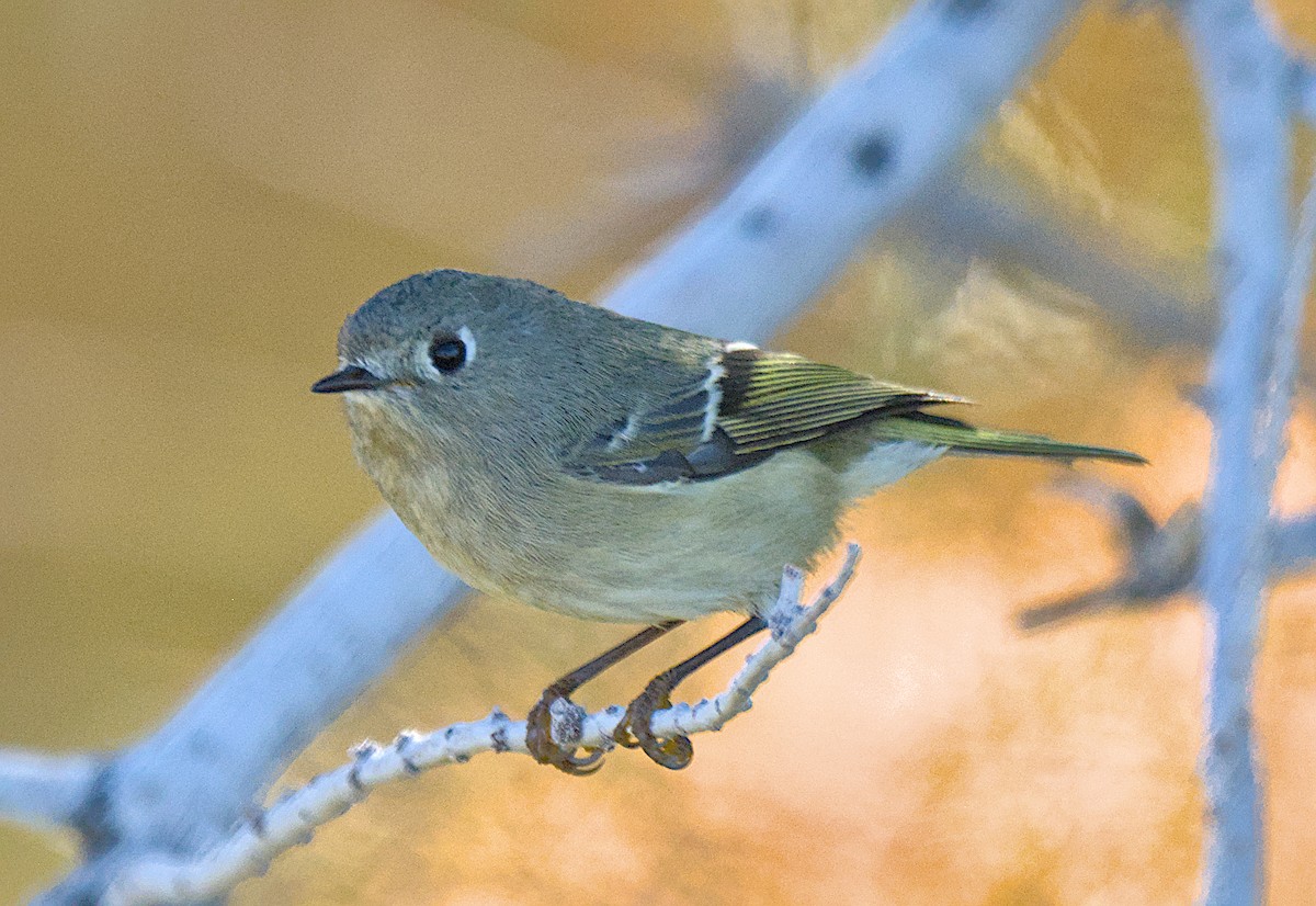 Gözlüklü Çalıkuşu - ML646811553