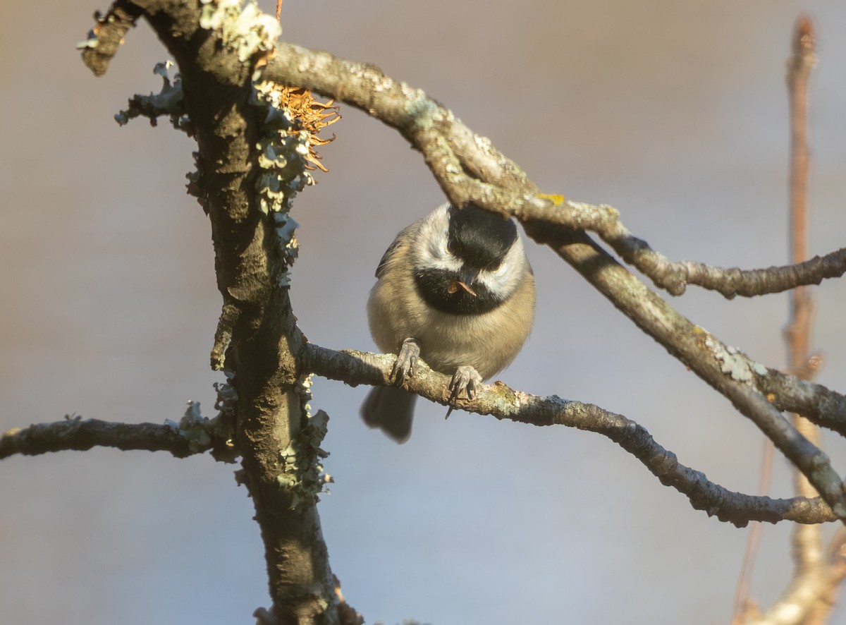 Каролинская гаичка - ML646811564