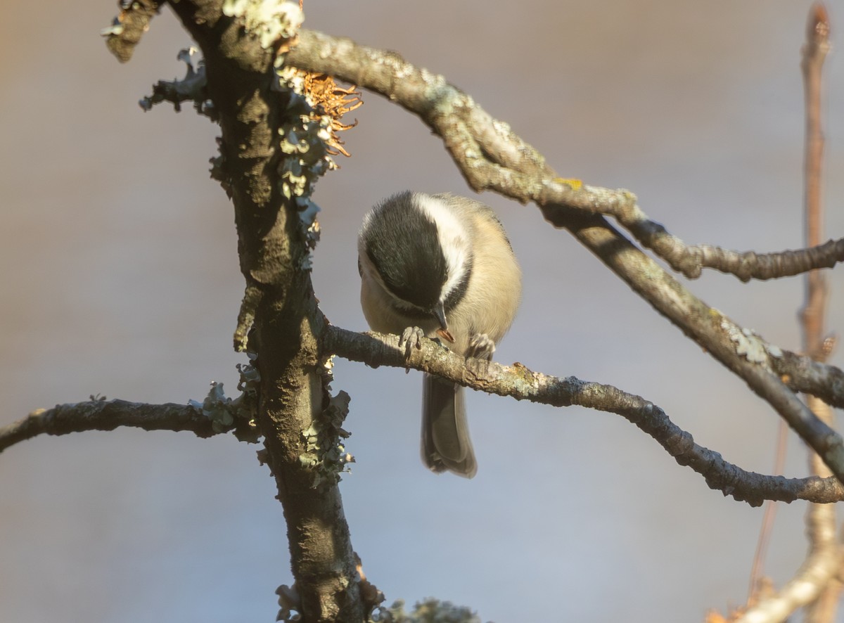 Каролинская гаичка - ML646811565