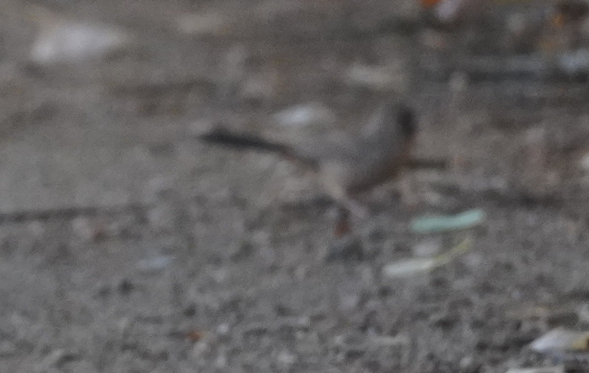 Abert's Towhee - ML646811566