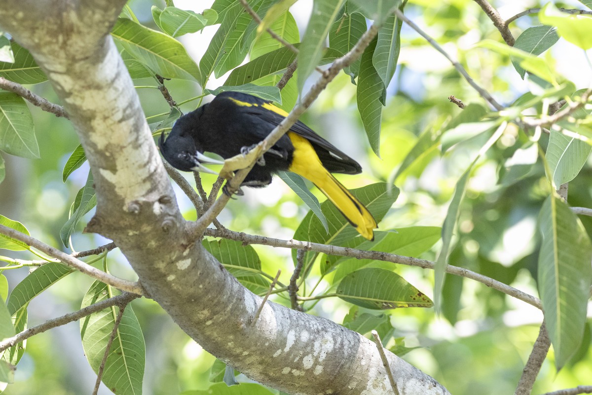Yellow-winged Cacique - ML646811570