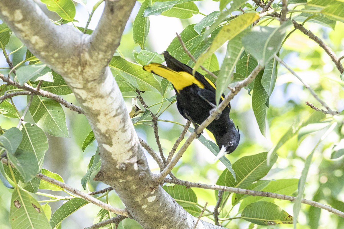 Yellow-winged Cacique - ML646811571