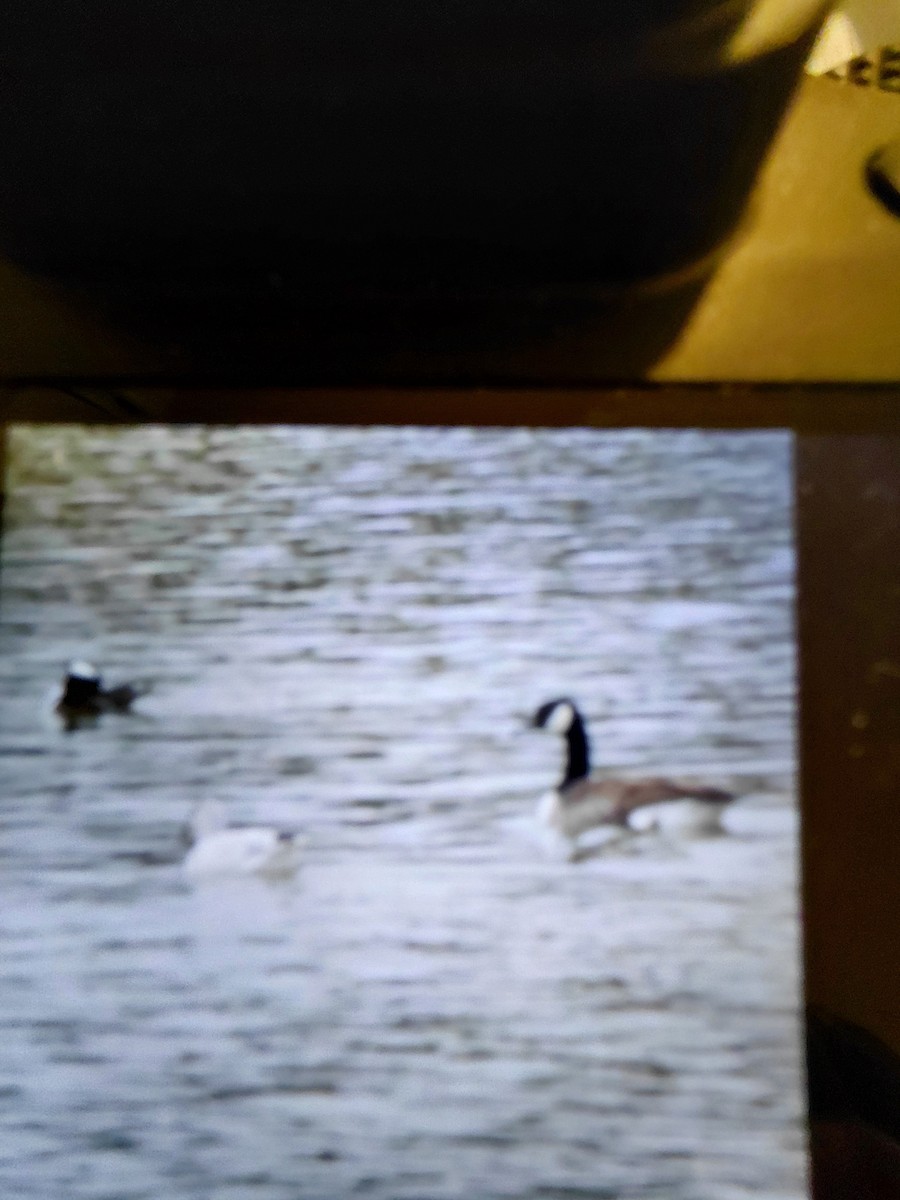 Ross's Goose - ML646811580