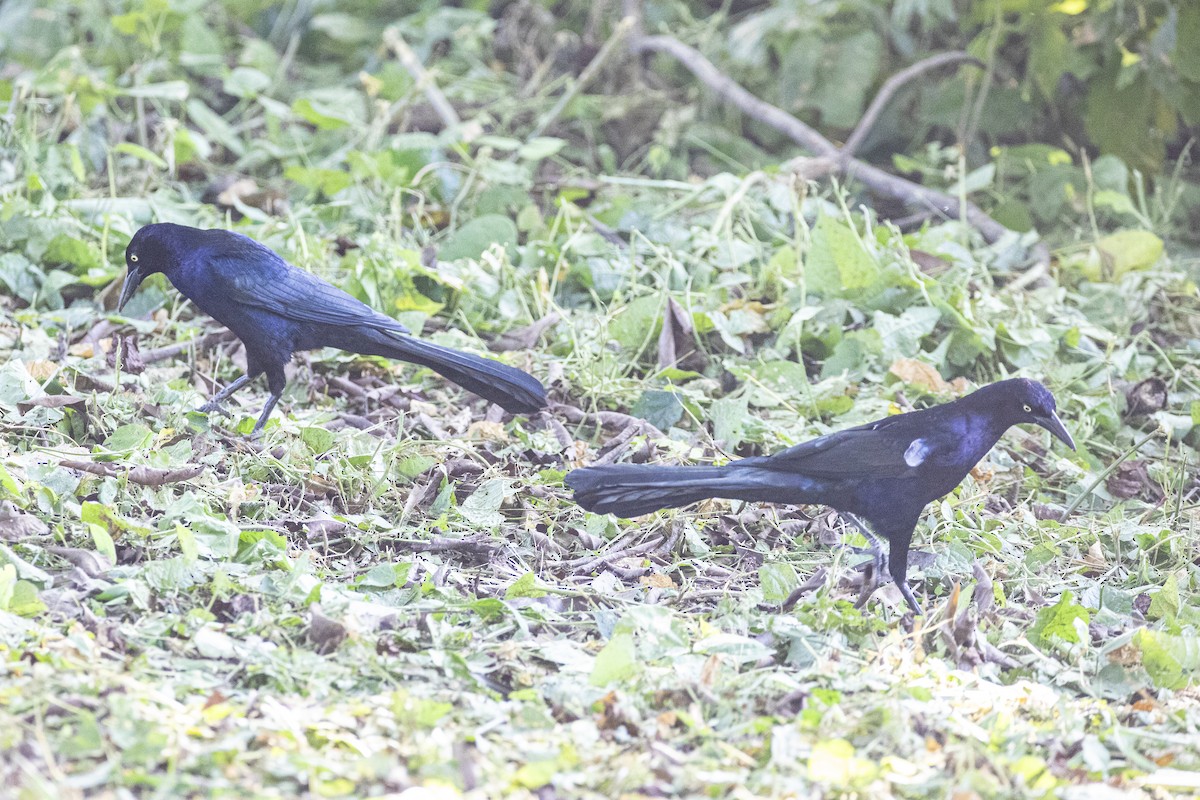 Great-tailed Grackle - ML646811581