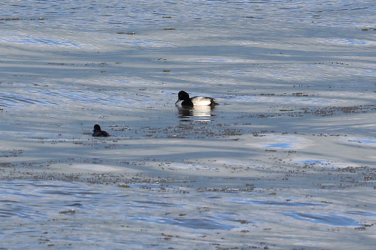 Lesser Scaup - ML646811582