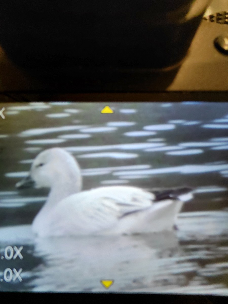 Ross's Goose - ML646811587