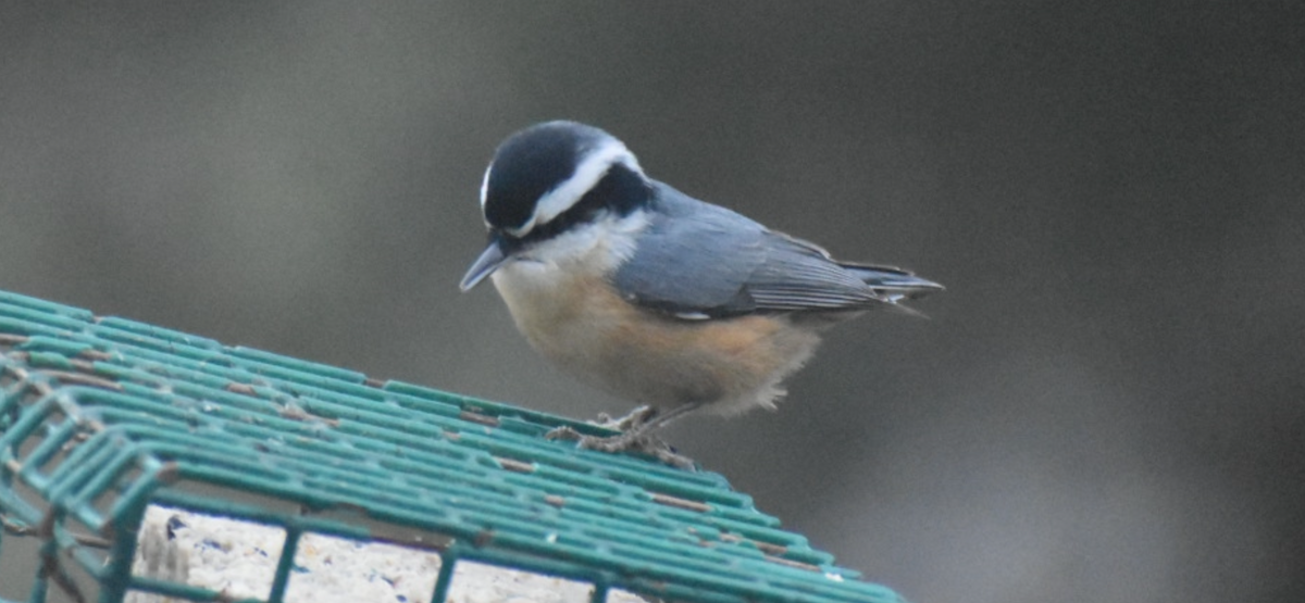 Trepador Canadiense - ML646811594