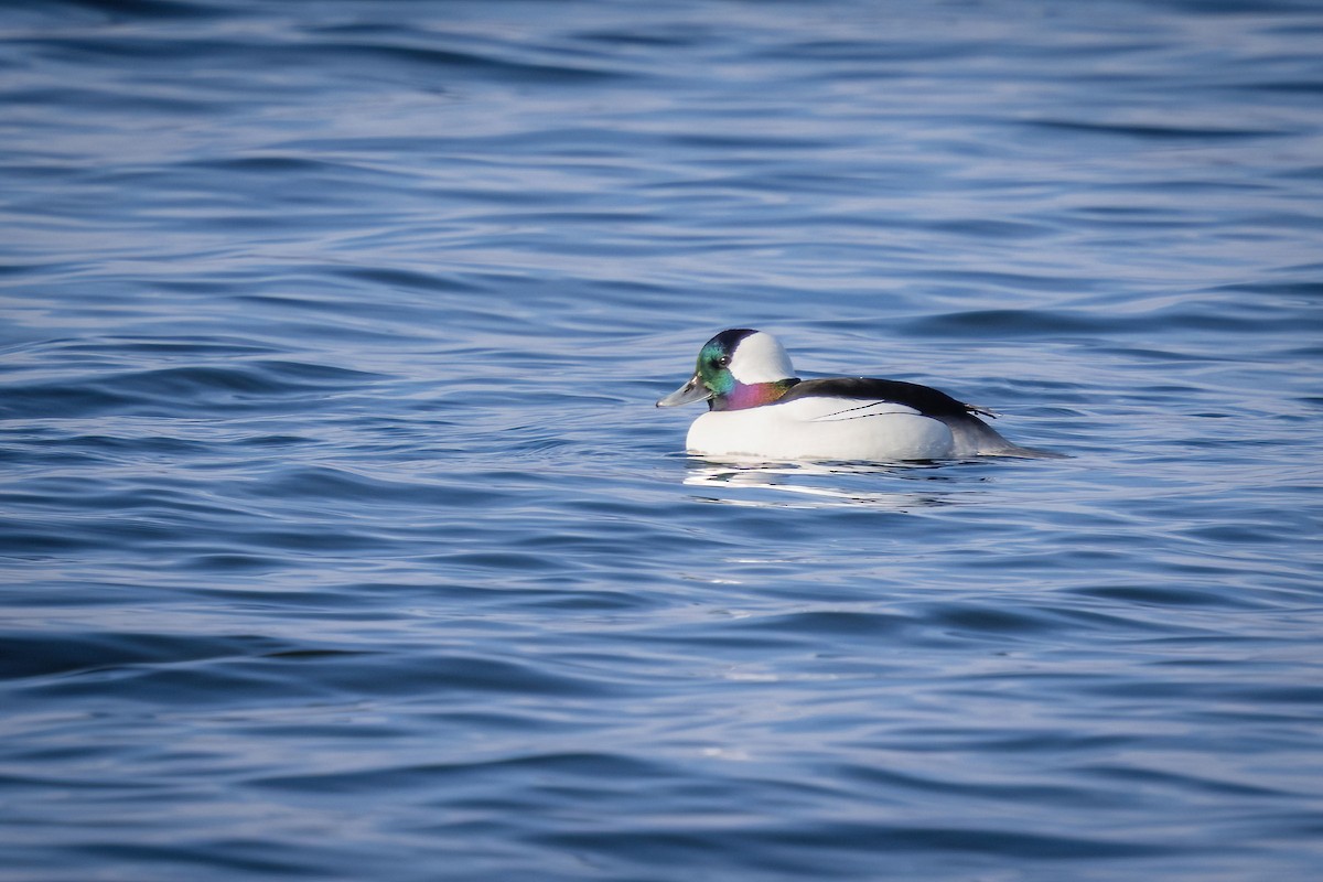 Bufflehead - ML646811598