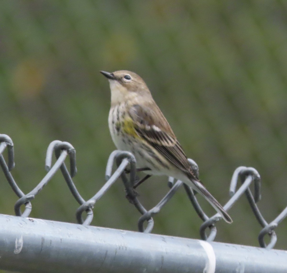 Yellow-rumped Warbler (Myrtle) - ML646811599