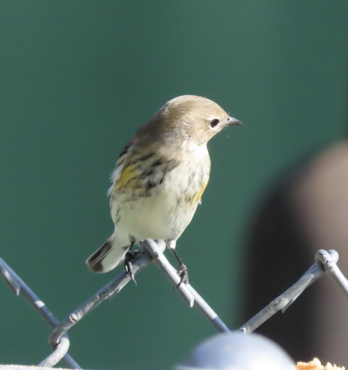 Yellow-rumped Warbler (Myrtle) - ML646811601