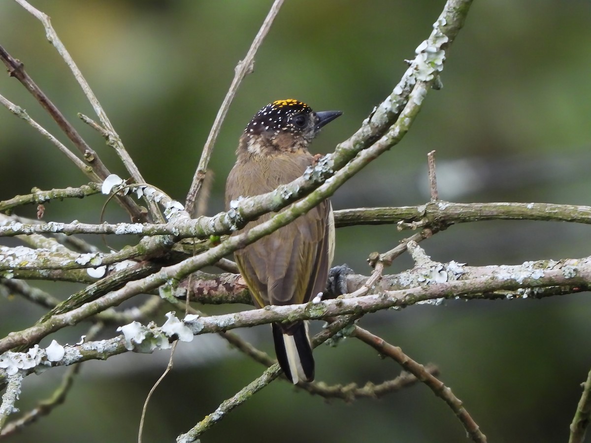 Olivaceous Piculet - ML646811602