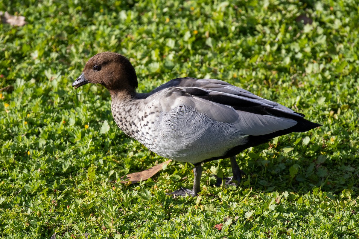 Maned Duck - ML646811608