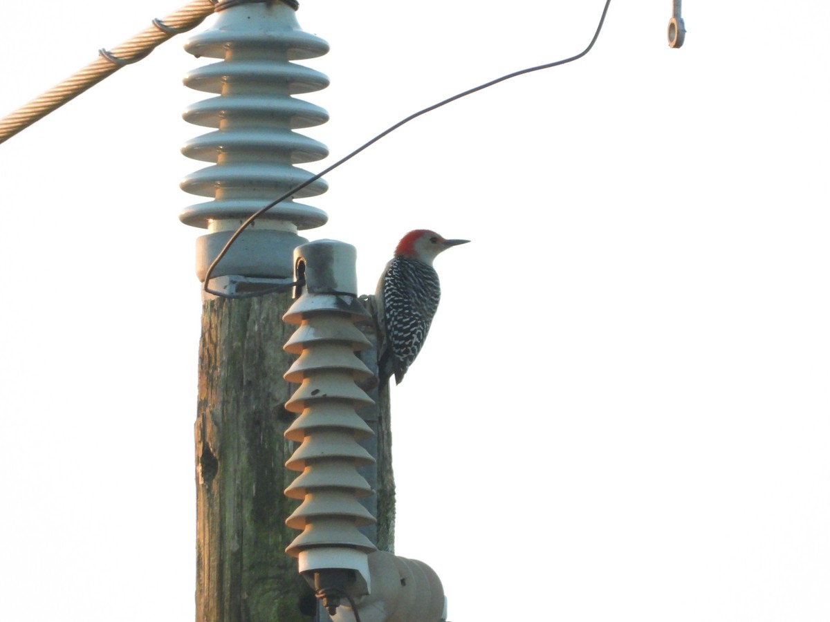 Red-bellied Woodpecker - ML646811609