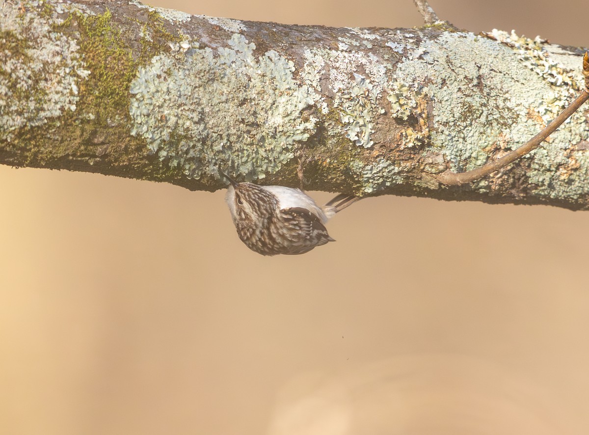 Brown Creeper - ML646811611
