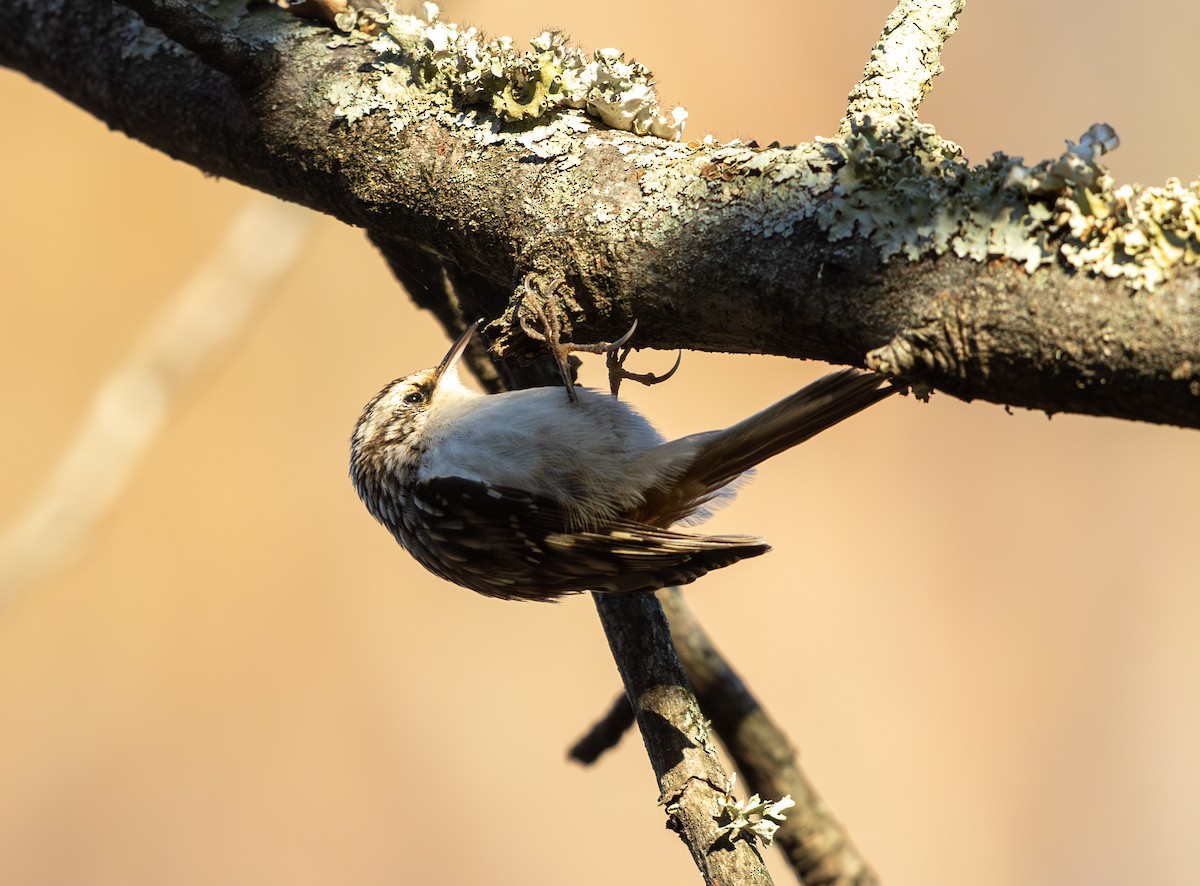 Brown Creeper - ML646811612