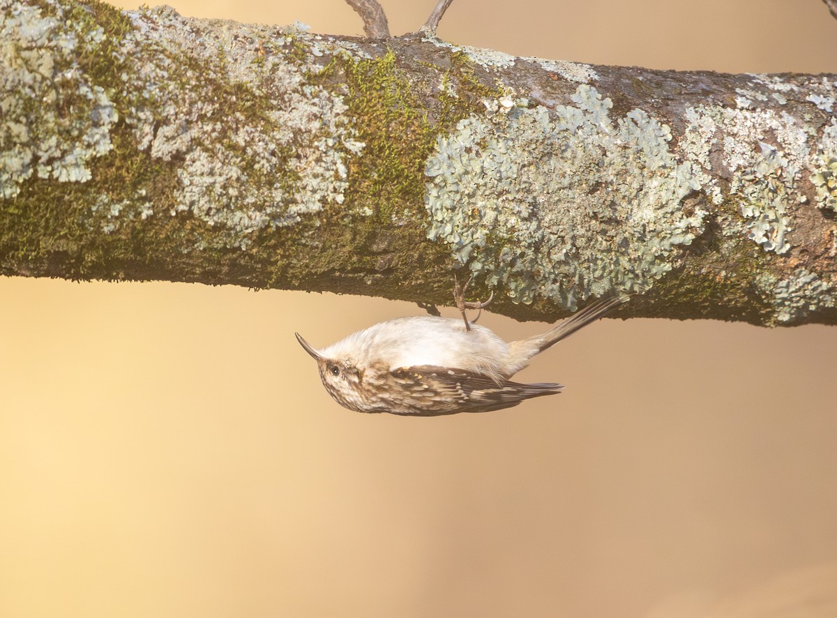 Brown Creeper - ML646811615