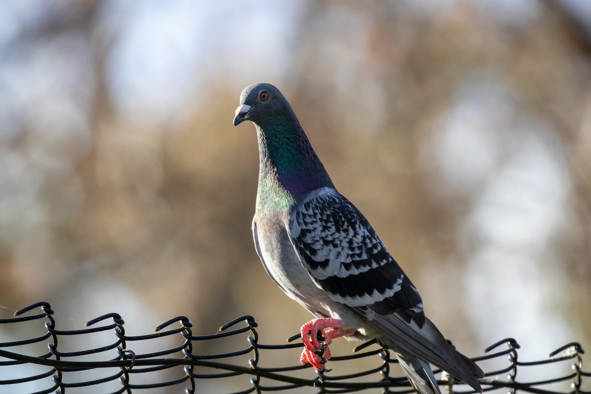 Rock Pigeon (Feral Pigeon) - ML646811616