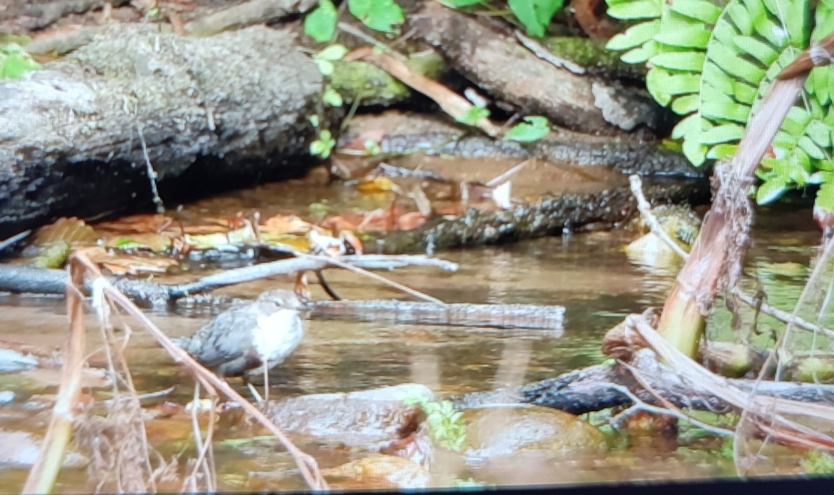 White-throated Dipper - ML646811619