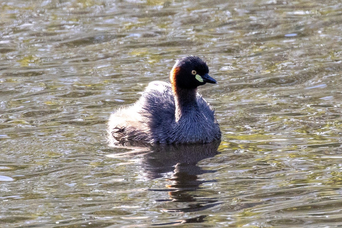 Australasian Grebe - ML646811620
