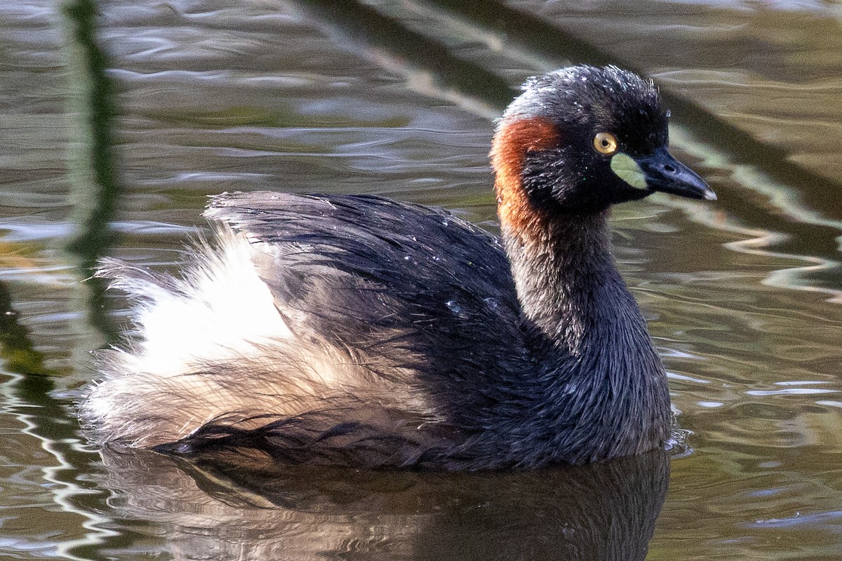 Australasian Grebe - ML646811621