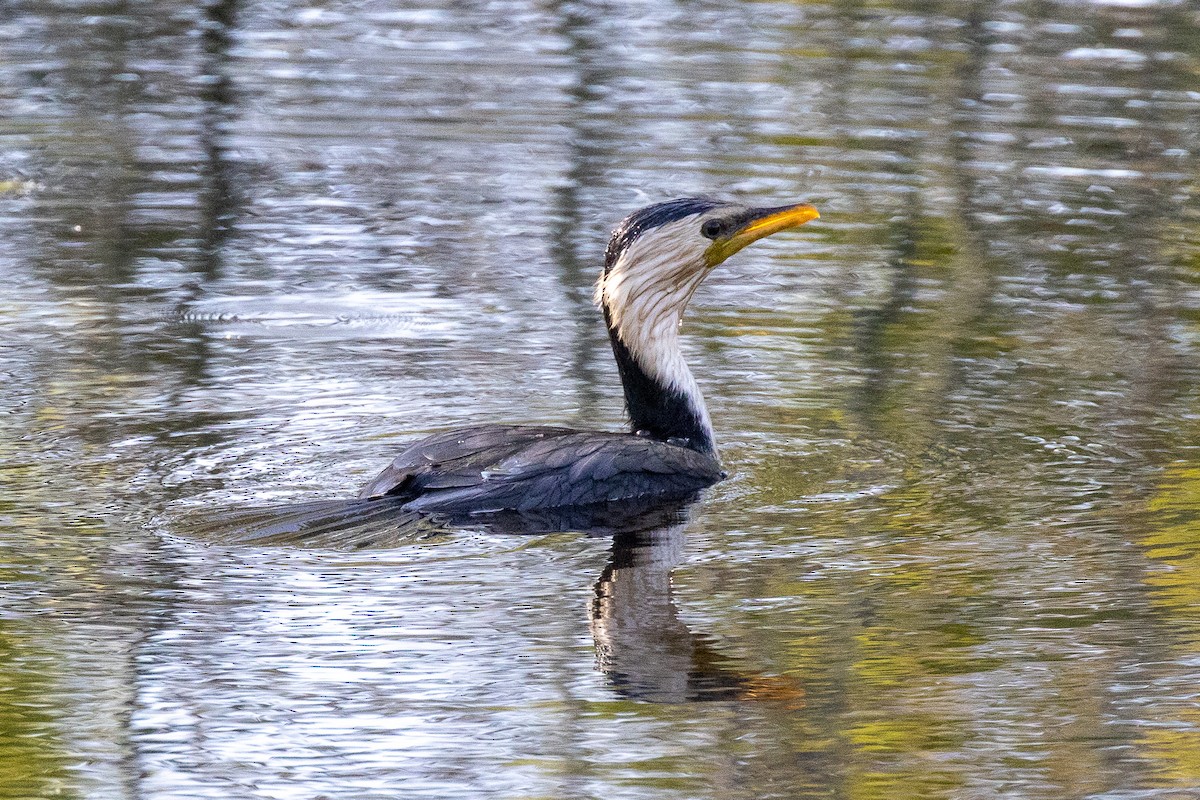 Little Pied Cormorant - ML646811629