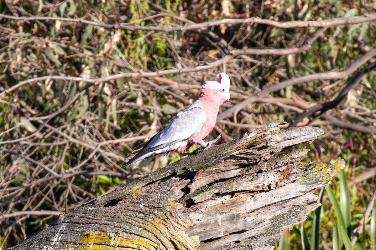 Galah - ML646811630